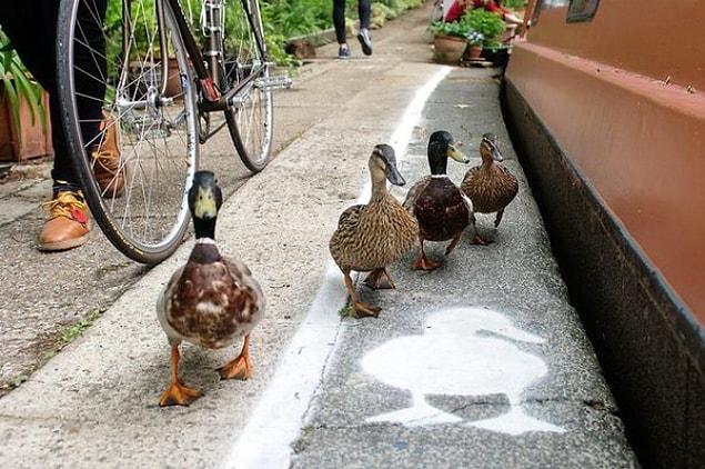 11. Towpaths for ducks, UK