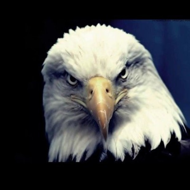 Kartal