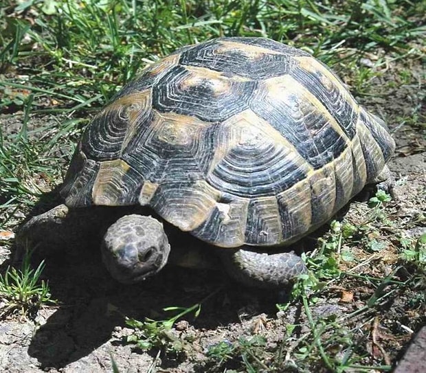 Kaplumbağa