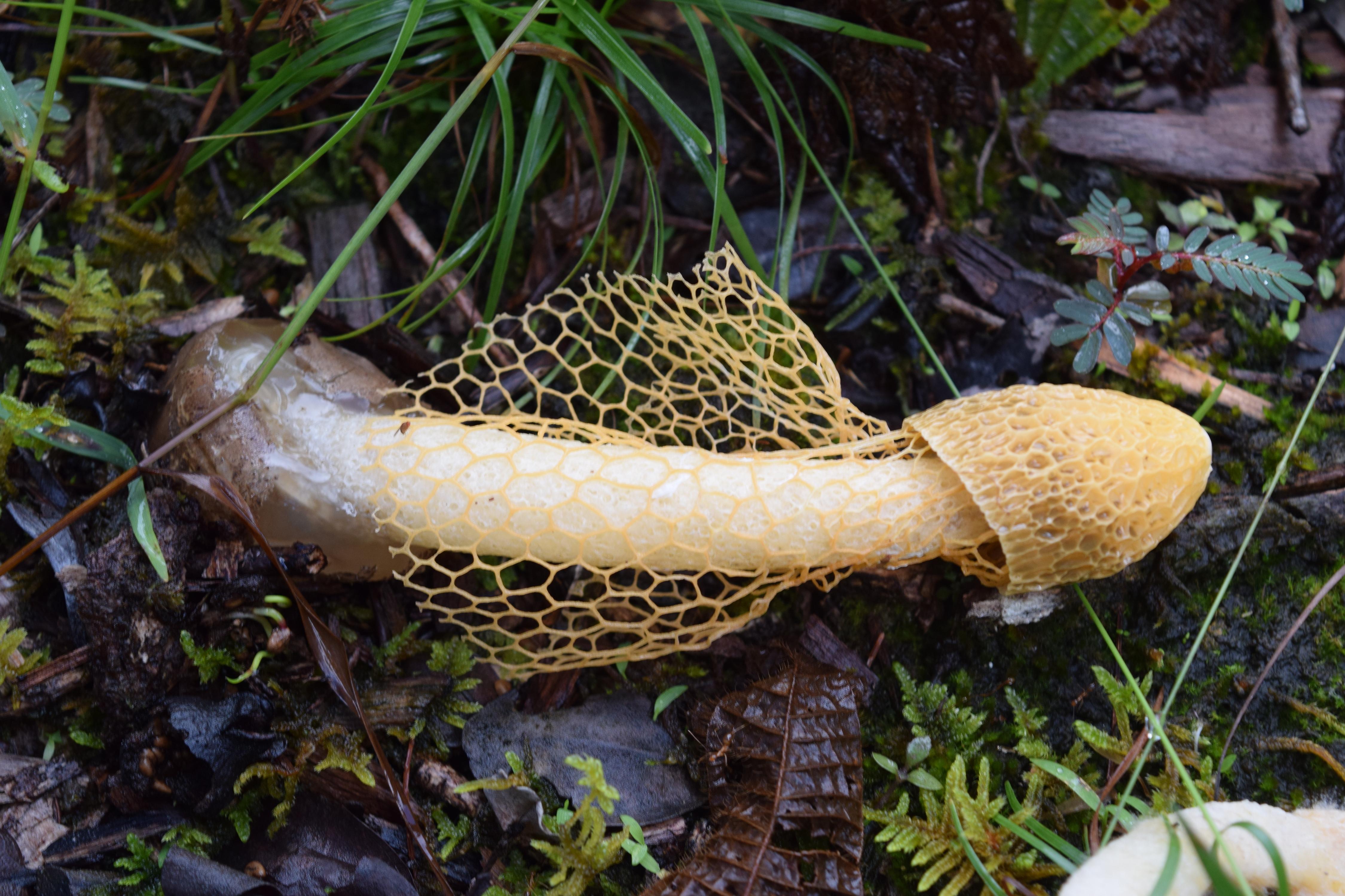 Just the Smell of This Mushroom Can Make Women Orgasm Thrillist