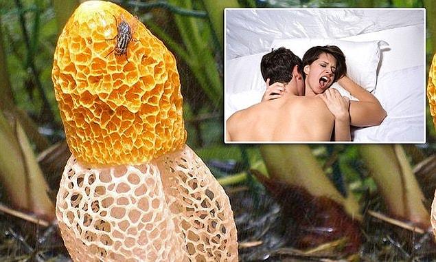 The study published in the "International Journal of Medicinal Mushrooms" explained the morphological and chemical characteristics of the mushroom and announced that 50% of women who smelled it in the trials experienced a strong orgasm.