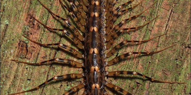 5. Serbia/ "May your wife give birth to a centipede so you have to work for shoes all your life."