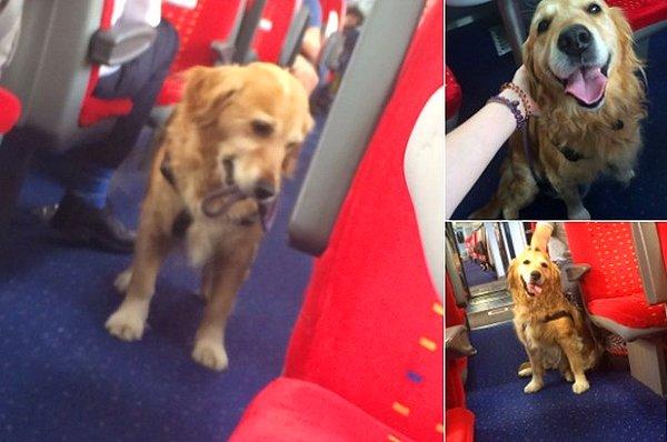 11. Metroya binip kendini sevdiren yalnız köpek.