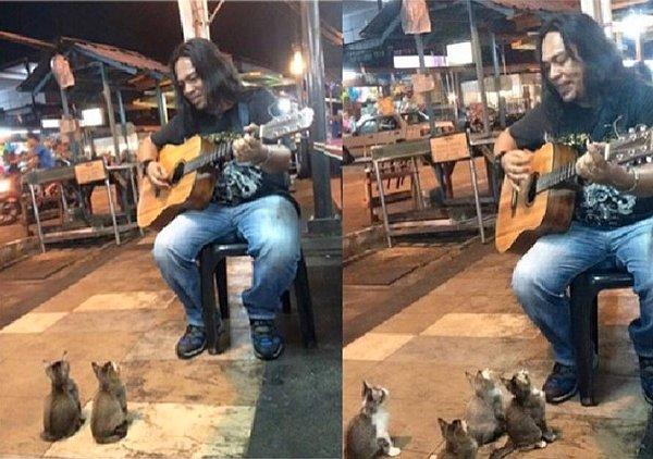 19. Kedilere müzik yapan koca yürek!