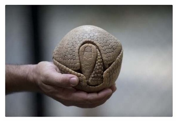 23. Фото спящего броненосца