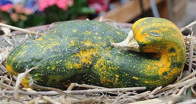 3. The gourd that wants to be a duck