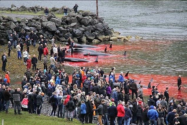 While tens of whales were cruelly killed, the sea looked like it was made of blood instead of water.