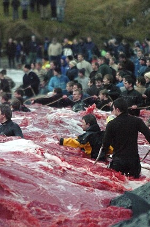 Although activists in Denmark are preparing to go to court against this legal activity, it was reported that 823 pilot whales have been slaughtered in total during his 300-year old tradition.