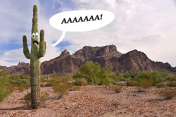 4. Arizona'da kaktüslere zarar vermek yasaktır.