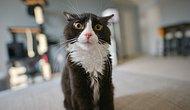 Keyfine Göre Sırala: Şimdiye Kadar İnternet Alemini En Çok Güldüren 19 Şapşik Kedi