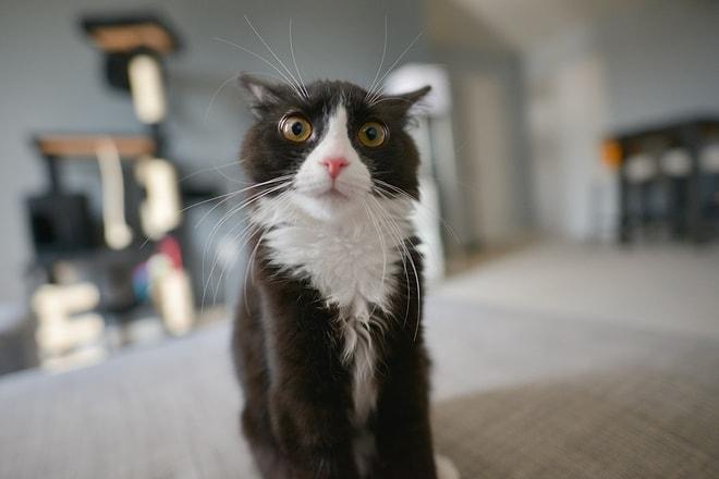 Keyfine Göre Sırala: Şimdiye Kadar İnternet Alemini En Çok Güldüren 19 Şapşik Kedi