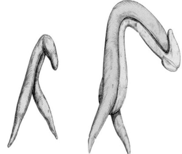 Aynı tomurcuk farklı organları oluşturuyor, fakat aynı kökenden geliyor. Kısacası penis ve klitoris ''homolog'' organlar.