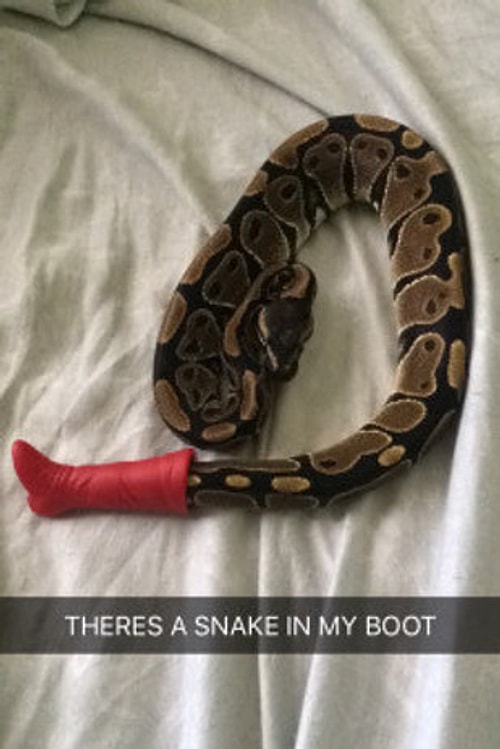 34 Animal Snapchats Guaranteed to Make You Laugh Out Loud