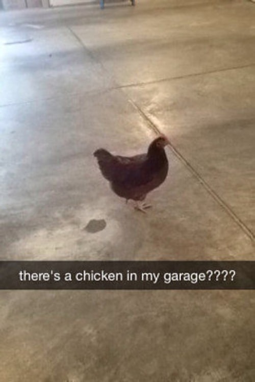 34 Animal Snapchats Guaranteed to Make You Laugh Out Loud