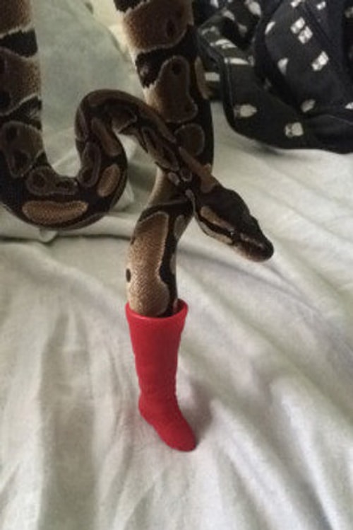 34 Animal Snapchats Guaranteed to Make You Laugh Out Loud