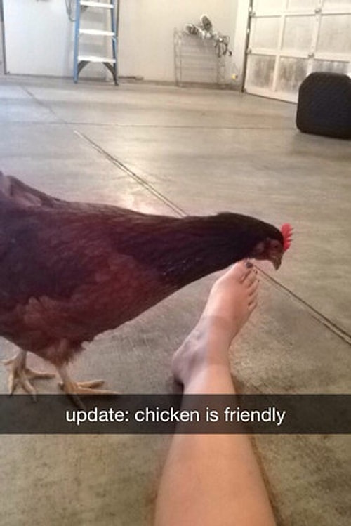 34 Animal Snapchats Guaranteed to Make You Laugh Out Loud