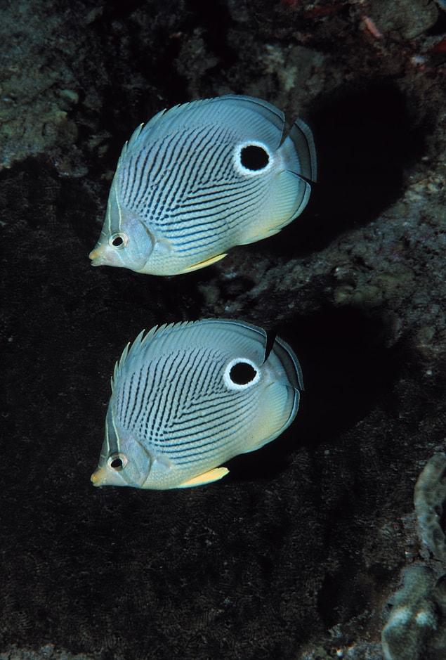 8. These fishes, which evolved to scare off the predators with an eye-looking dot.