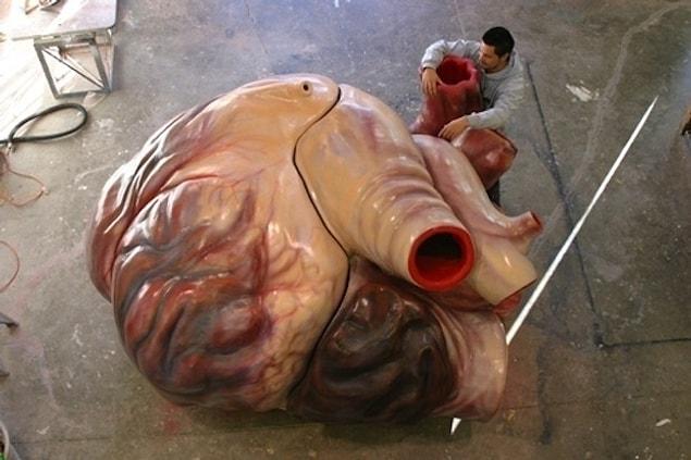 4. The heart of a blue whale is so big, a human can swim through the arteries.