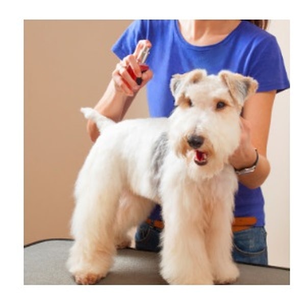 7. Духи для собак