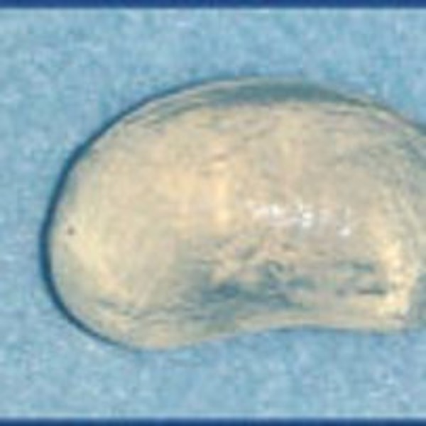 10. Протез яичек для вашего пса