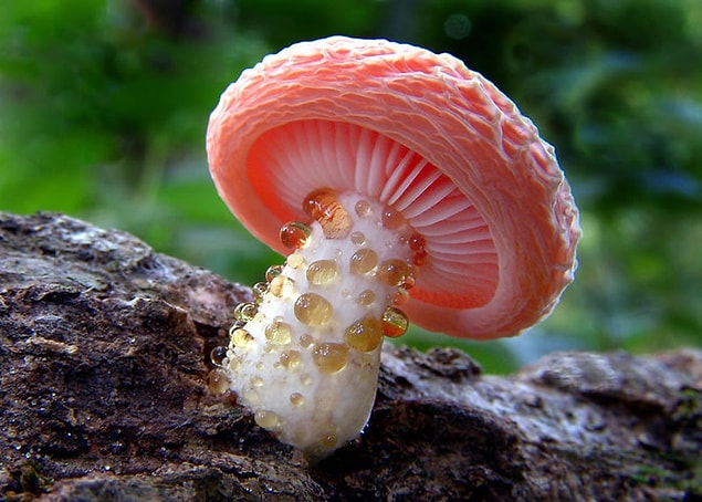 2. Rhodotus Palmatus