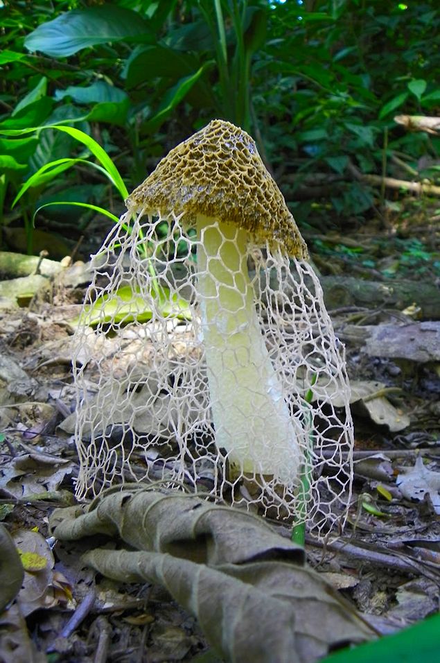 15 Extraordinary Mushrooms That Are Sooo Pretty It Will Kill You Onedio Co