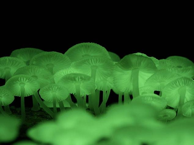 15. Glow in the dark mushrooms