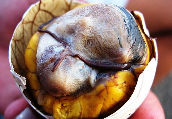 6. Эмбрионы утят