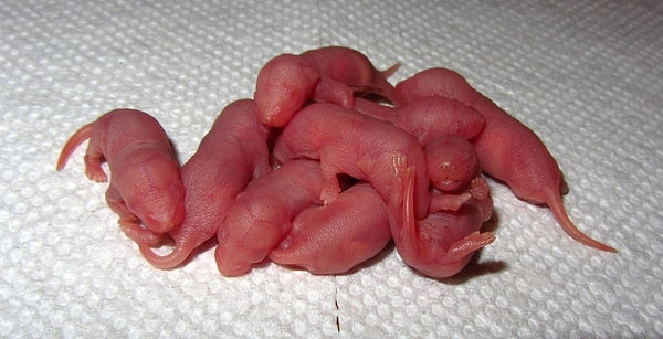 8. Крысиные зародыши