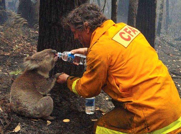 18. Avustralya'da 2009 senesinde kuraklığın sebep olduğu yangın ve bir koalaya su içiren itfaiyeci.