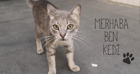 Hayvan Hakları Koruma Günü İçin Hazırlanan Şahane Bir Video: "Merhaba Ben Kedi"