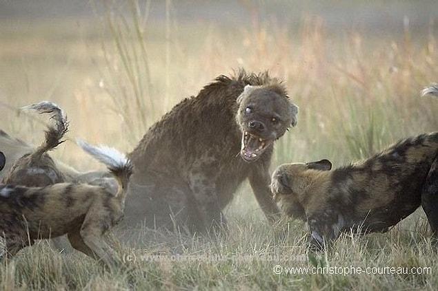 2. The hyena fight and that unique expression...