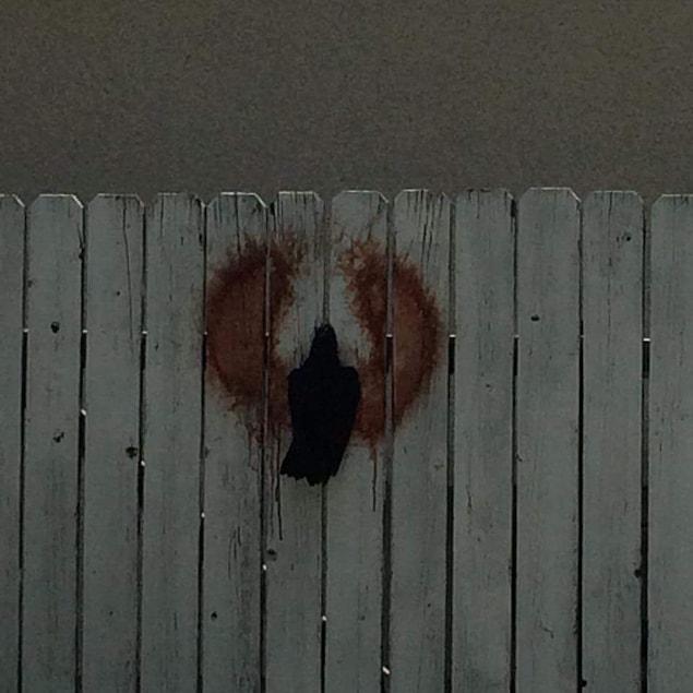 15. The crow that got stuck in a fence was trying very hard to get out