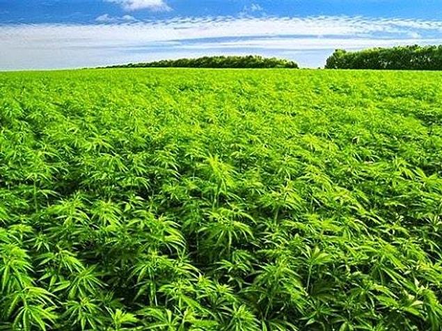 1. A land of cannabis can create as much oxygen as a forest which is 25 times bigger than itself.