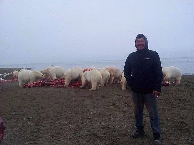 Селфи на фоне белых медведей, обедающих останками кита. Надеемся фотограф успел убежать..
