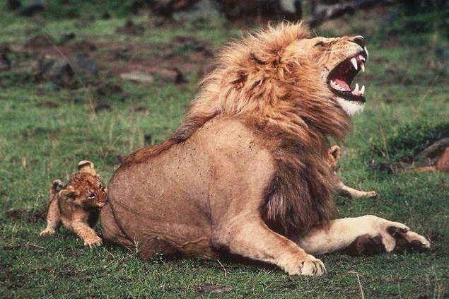 11. Patience of a parent.