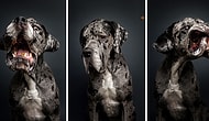 Dogs Hilariously Lose Themselves After Treats!