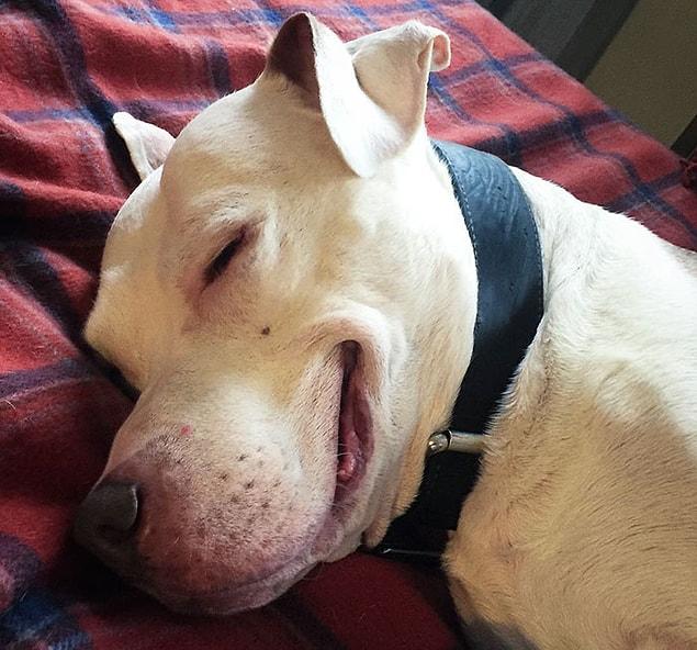 “He smiles for treats, he smiles when you greet him in the morning and when he’s sleeping.”