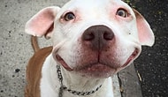 Meet The Happiest Pit Bull Alive With The Most Genuine Smile