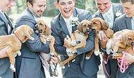 Look Who Crashed This Wedding With Their Tiny Paws!