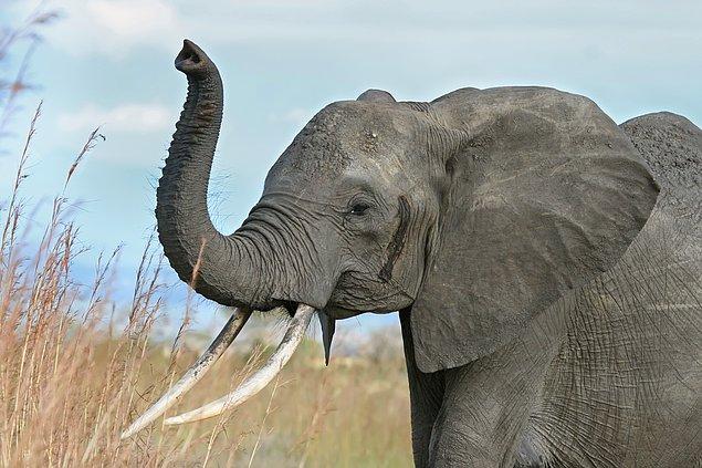 4. Filler, herhangi bir eğitim almadan insanların "elle işaret etme" eylemini anlama yeteneğine sahip tek hayvanmış.