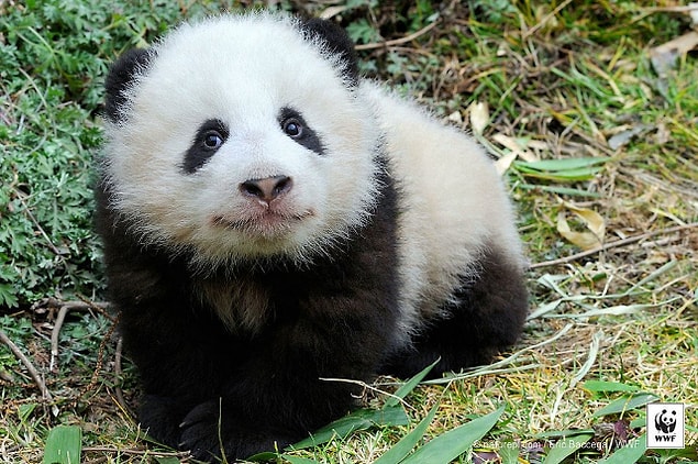 12. Gülümsemeleriyle içinizi ısıtırlar 🐼