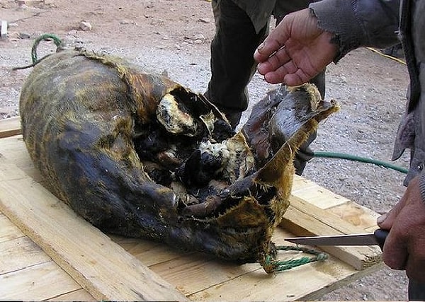 2. Тюлень, фаршированный чайками