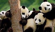 10 доказательств того, что панды - самые удивительные и веселые животные на свете