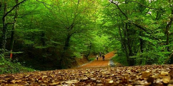 5. Belgrad Ormanı