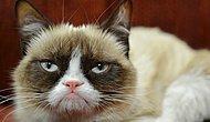 Сердитый котик Grumpy Cat теперь увековечен в Музее мадам Тюссо