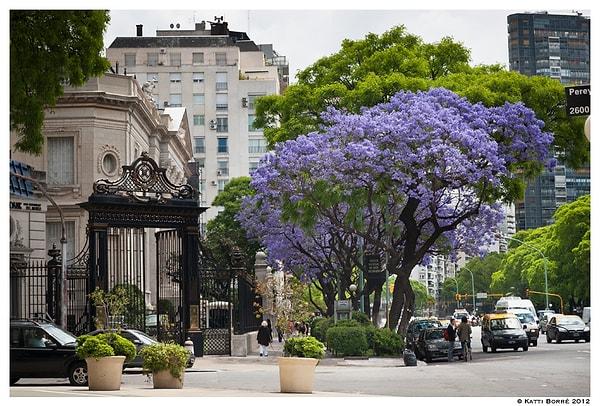 12. Buenos Aires mutlaka görülmesi gereken bir şehir ama jakaranda mevsiminde orada olmak ayrı bir keyif.