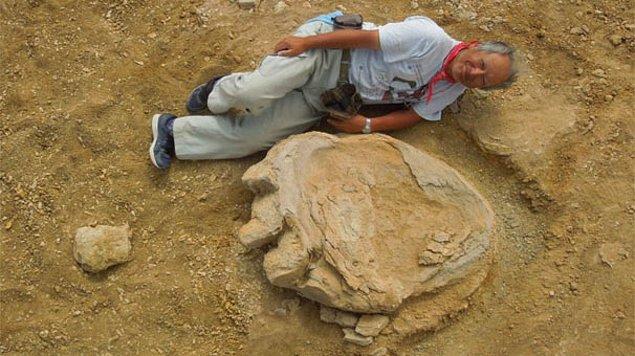 Japon bir araştırmacının bulduğu dinozorlara ait olan ayak izi oldukça büyük.