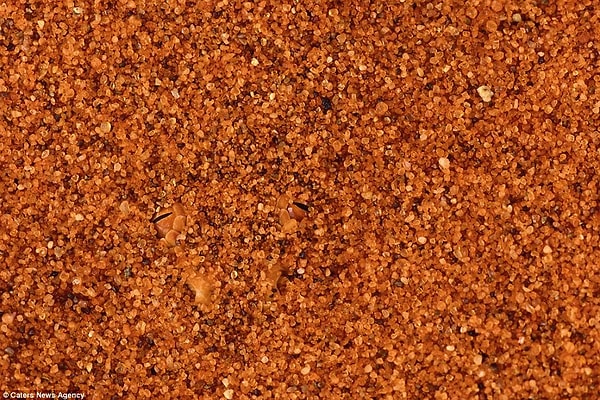 Змея, Намибия