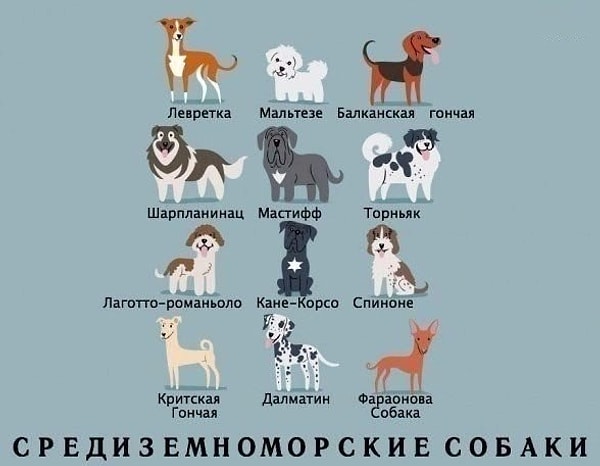 1. Средиземноморские